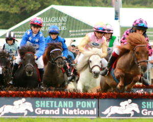 Shetland pony grand