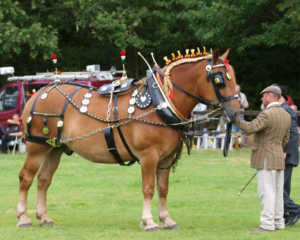 Suffolk punch horses